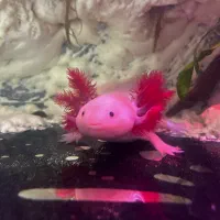 ماهی و اکواریوم خیلی خاص