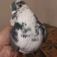 ۳ تا کفتر پرشی