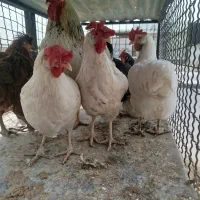 مرغ خونی گوشتی زنده مرغ سیاه ارزان