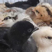 جوجه|حیوانات مزرعه|بندر ترکمن, |دیوار