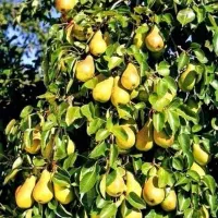 فروش انواع نهال میوه لیبلدار|خدمات باغبانی و درختکاری|شهریار, شهرک شاهد|دیوار