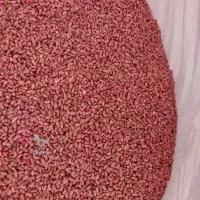 گندم بذری پراو