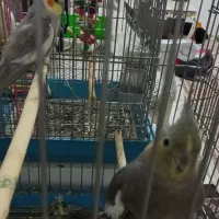 عروس هلندی نروماده دونه ای ۶۵۰|پرنده|قدس, شهر‌قدس|دیوار