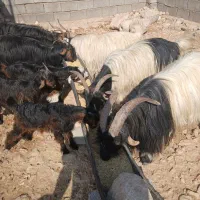 فروش ۴ راس بز داشتی و هیکلی ابستن ب فروش میرسد|حیوانات مزرعه|ایذه, |دیوار