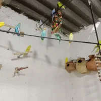 مرغ عشق|پرنده|چابهار, |دیوار