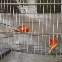 قناری رد فکتور و سرخ|پرنده|تهران, فلسطین (میدان انقلاب)|دیوار