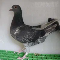 کبوتر جوان|پرنده|قم, کیوانفر|دیوار