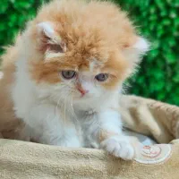 توله بریتیش|گربه|گرگان, |دیوار