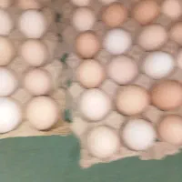 تخم مرغ نطفه دار بهترین نژاد دونه ای ۲۰