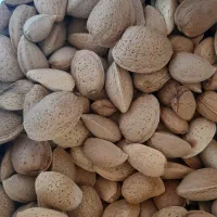 بادام سنگی تو پر