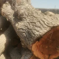 چوب چنار سفیدار گردو
