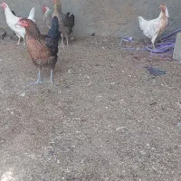 مرغ بومی|حیوانات مزرعه|اصفهان, زاجان|دیوار