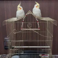 قفس عروس هلندی