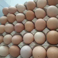 تخم مرغ محلی
