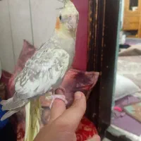 عروس هلندی زیبا