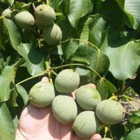 نهال گلابی رد آنجو وگردو