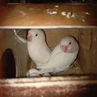 طوطی برزیلی