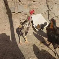 فروش مرغ خروس جوجه لاری