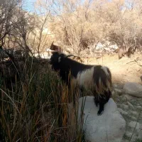 پازن ترکی|حیوانات مزرعه|دشمن زیاری, |دیوار