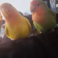 جفت طوطی برزیلی