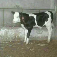 گوساله سیمینتال|حیوانات مزرعه|پل سفید, |دیوار