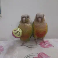 پرنده گمشده (گرینچیک)|حیوانات|بهارستان, |دیوار