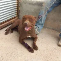 سگ پیتبول|سگ|اشتهارد, |دیوار