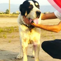 سگ الابای روسه نر 19 ماه