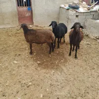 سه راس بره پروار