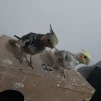 پرنده|پرنده|زابل, |دیوار