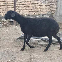 همو هترو ابستن سنگین بره دار و بره ماده