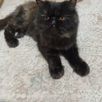 گربه پرشین کت