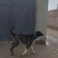 سگ گله|سگ|جغتای, |دیوار