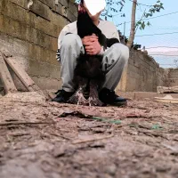 فروش مرغ برهما بلک و لایت|حیوانات مزرعه|آستانه سرا, |دیوار