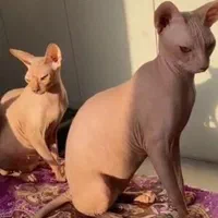 گربه اسکاتیش و اسفینکس|گربه|جیرفت, |دیوار