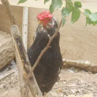 خروس گلین