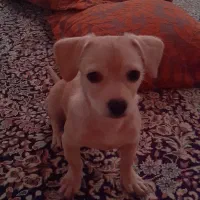 فروش سگ نژاد دار اصل|سگ|بم, |دیوار