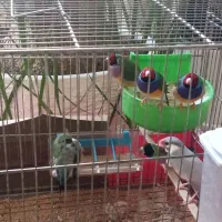 فنچ گلدوین...3جفت سبز