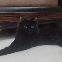 پیشی پشمالو سیاه.پرشین ایرانی.