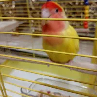 کوتوله برزیلی|پرنده|الوند, |دیوار