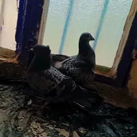 جفت بر جوجه کشی