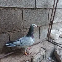 کبوتر گوره ای  جفت