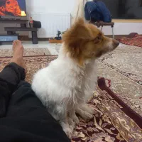 مژدگانی خوب برای یابنده|حیوانات|بسطام, |دیوار