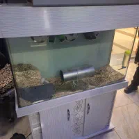 آکواریوم شیشه خم|موش و خرگوش|تهران, پونک|دیوار