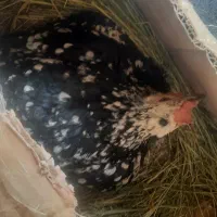 مرغ وخروس گلین قلم سبز 'کرچ همه باهم ۳۲۰۰