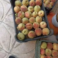 میوه هلو زعفرانی کیلویی 75تومان