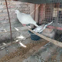 کبوتر خانگی|پرنده|ایرانشهر, |دیوار