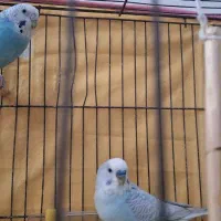 قناری و مرغ عشق معاوضه