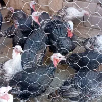 بوقلمون نر و ماده کاملا ارگانیک|حیوانات مزرعه|قلقل رود, |دیوار