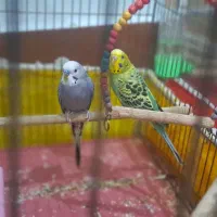 مرغ عشق|پرنده|ایذه, |دیوار